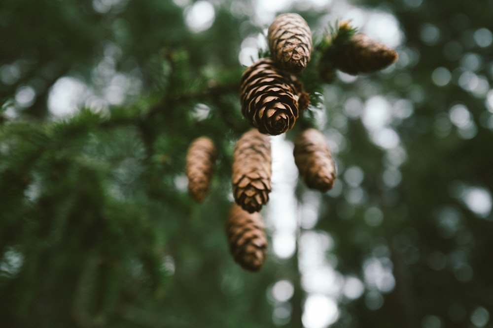 brown pine cone on green tree during daytime