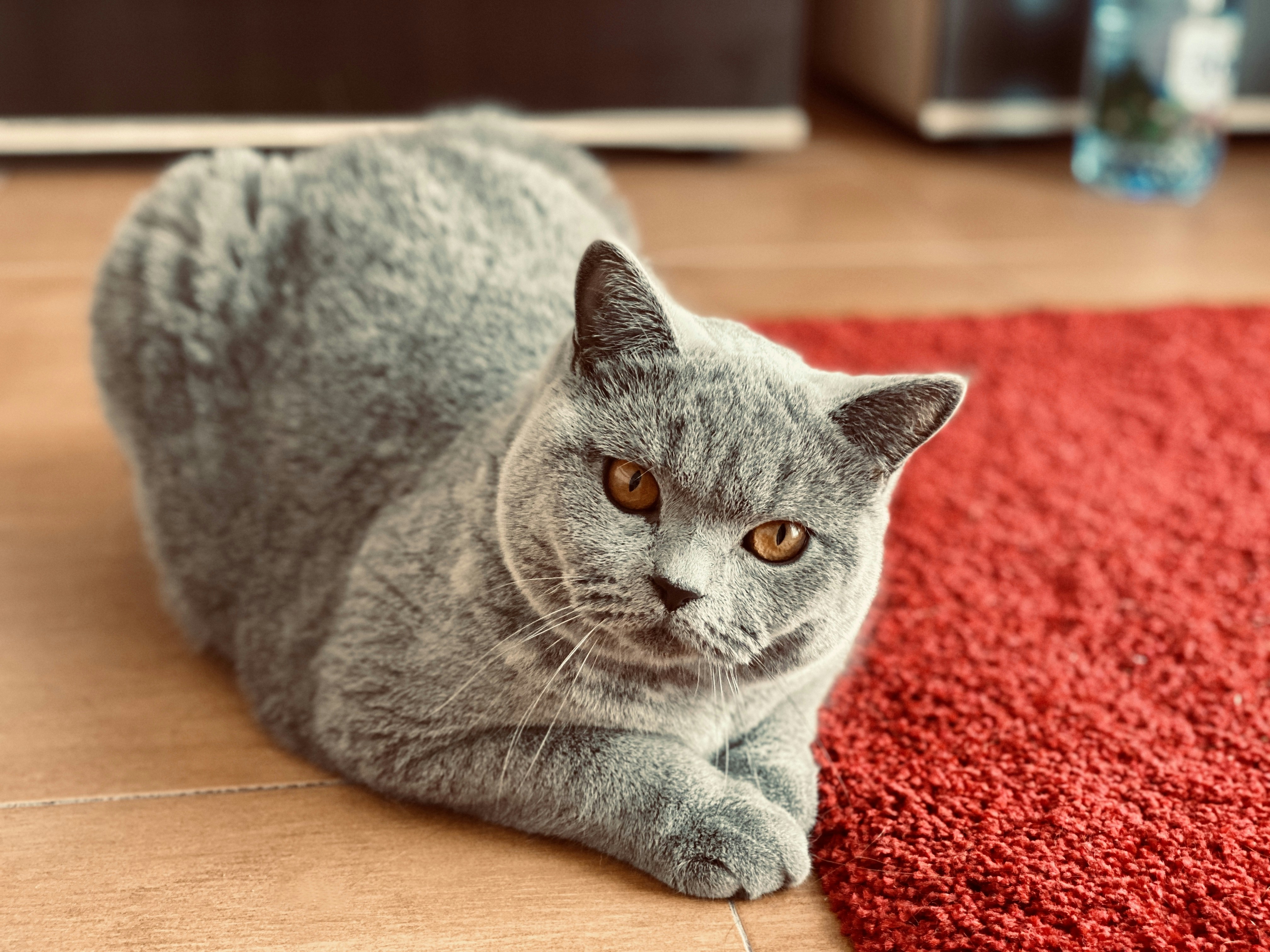 茶色の木製テーブルの上のロシアン ブルー猫の写真 Unsplashで見つける広葉樹の無料写真