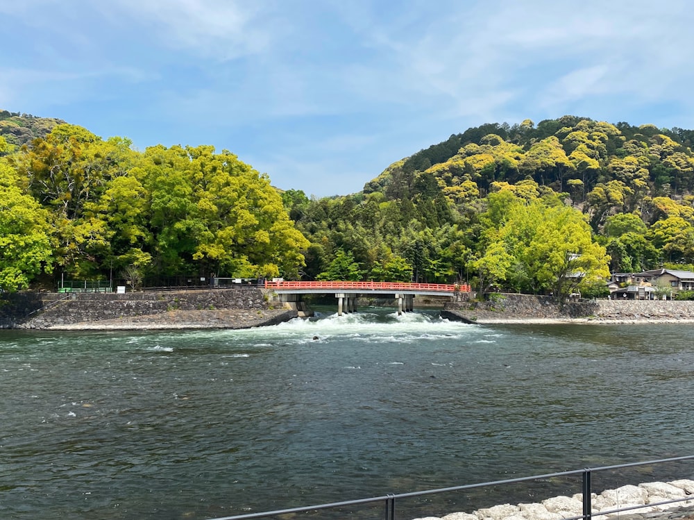 green trees near body of water during daytime