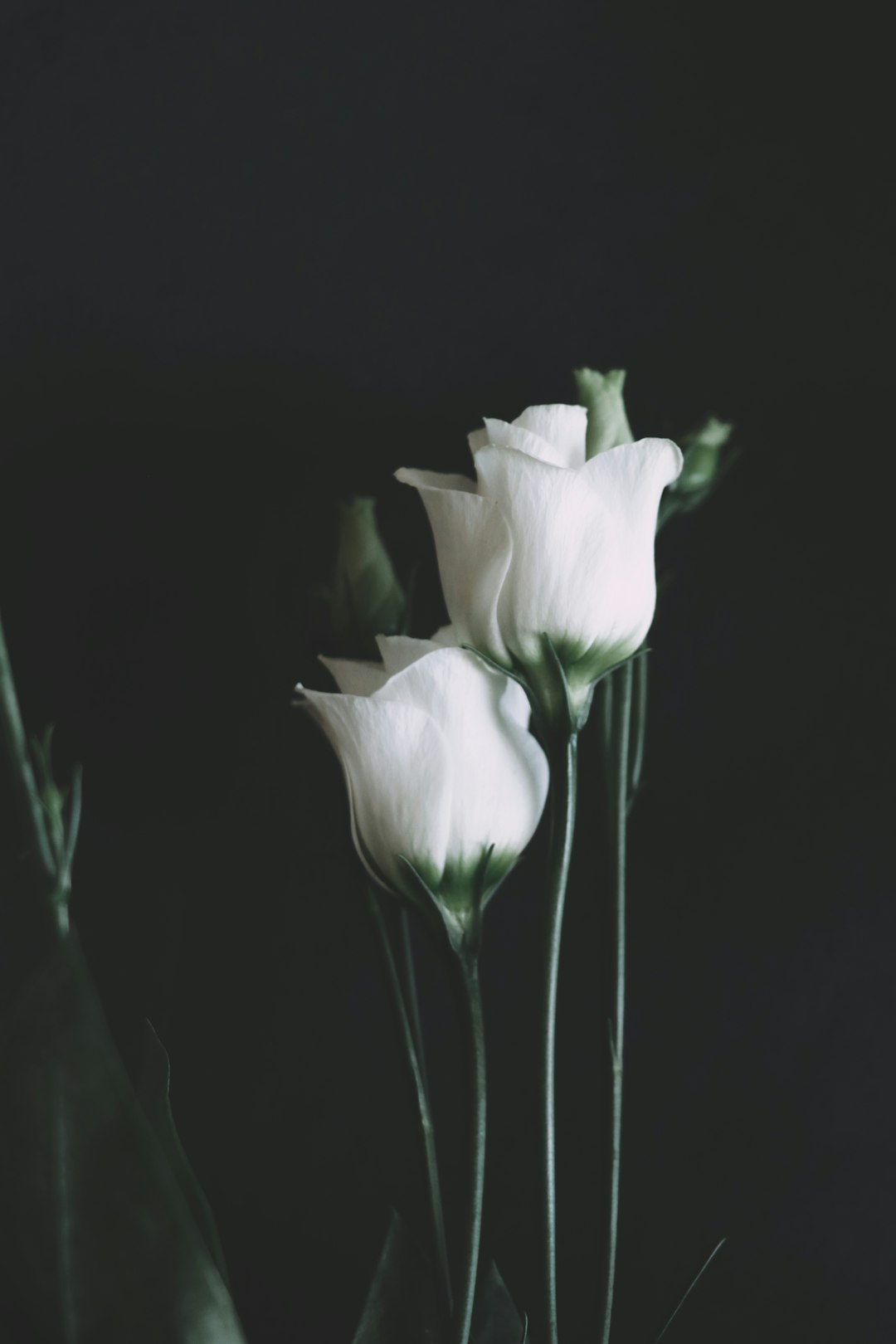 white flower in black background