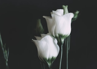 white flower in black background