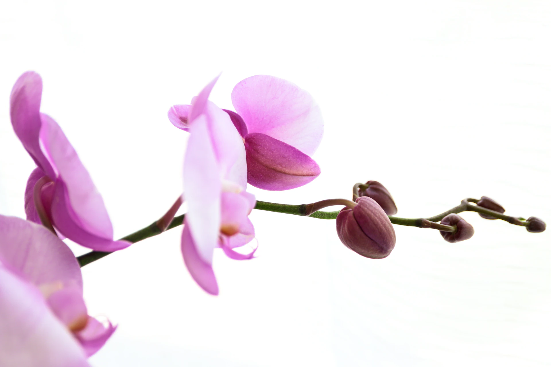 purple moth orchids in bloom