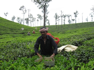 A man is working in a lush green tea plantation, surrounded by rows of tea plants and tall, slender trees in the background. Several other workers can be seen scattered across the plantation, engaged in similar activities. The man in the foreground is wearing dark clothing and a headscarf, holding a container for harvesting tea leaves.