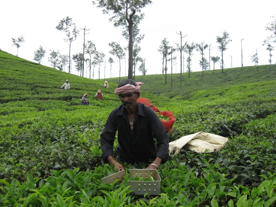 A man is working in a lush green tea plantation, surrounded by rows of tea plants and tall, slender trees in the background. Several other workers can be seen scattered across the plantation, engaged in similar activities. The man in the foreground is wearing dark clothing and a headscarf, holding a container for harvesting tea leaves.