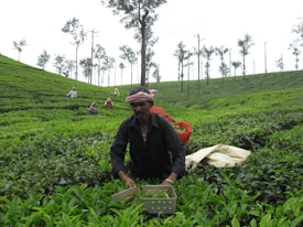 A man is working in a lush green tea plantation, surrounded by rows of tea plants and tall, slender trees in the background. Several other workers can be seen scattered across the plantation, engaged in similar activities. The man in the foreground is wearing dark clothing and a headscarf, holding a container for harvesting tea leaves.