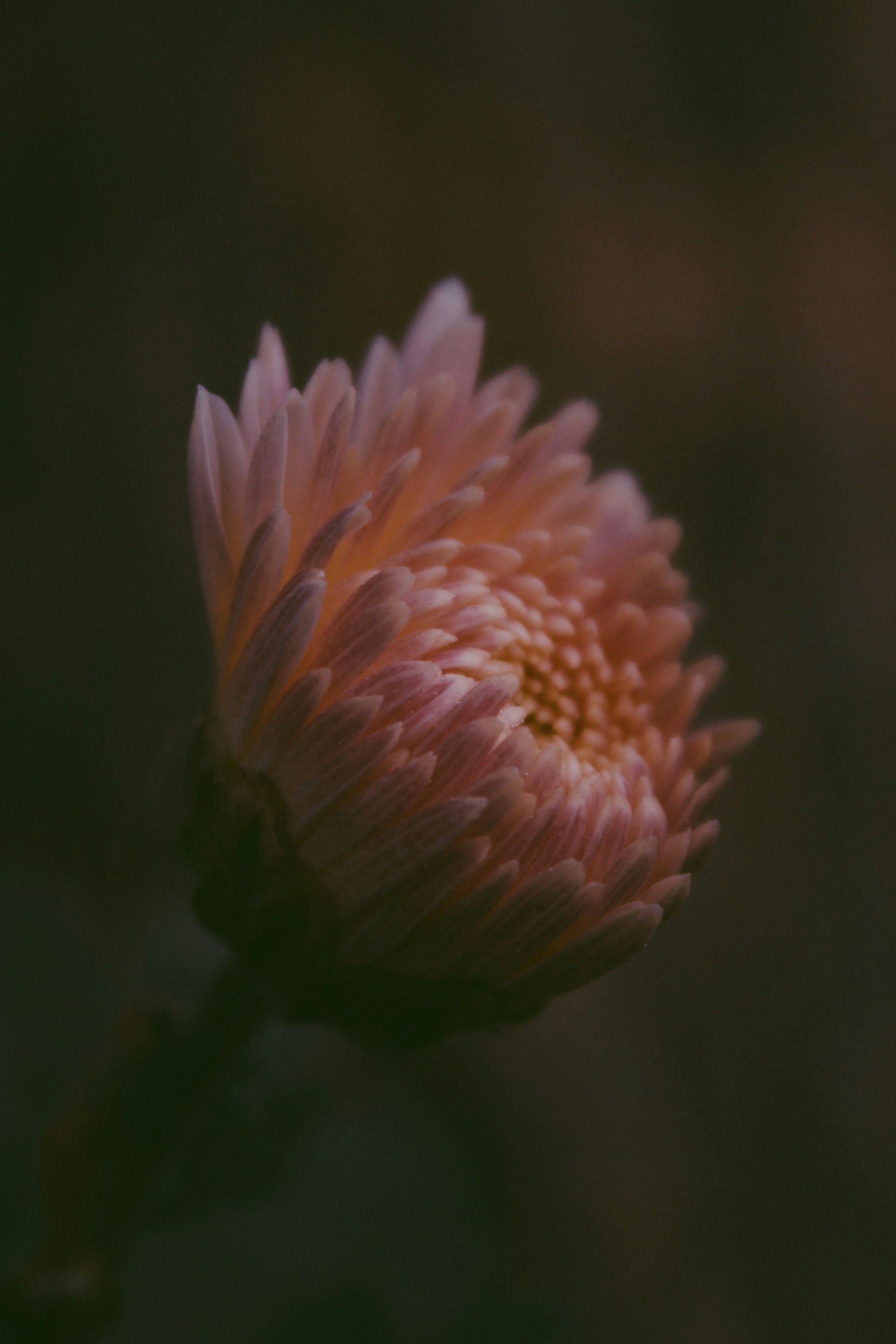 Photo by eyeswithmyopia