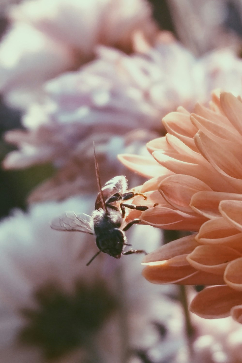 black and yellow bee on orange flower