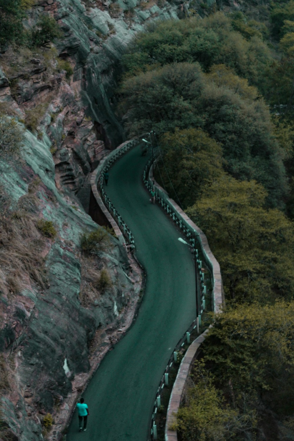 aerial view of road in between of green trees during daytime