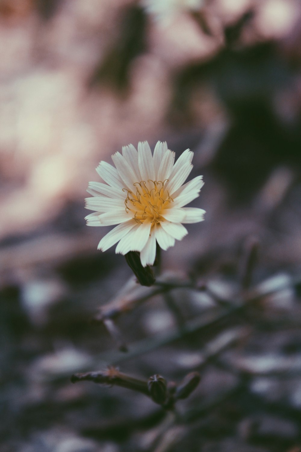 white daisy in bloom during daytime