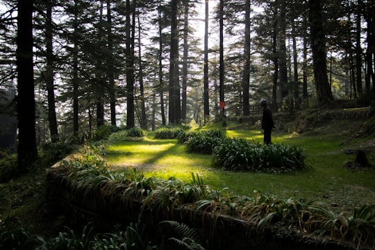 person in black jacket walking on pathway between green grass and trees during daytime in McLeod Ganj India