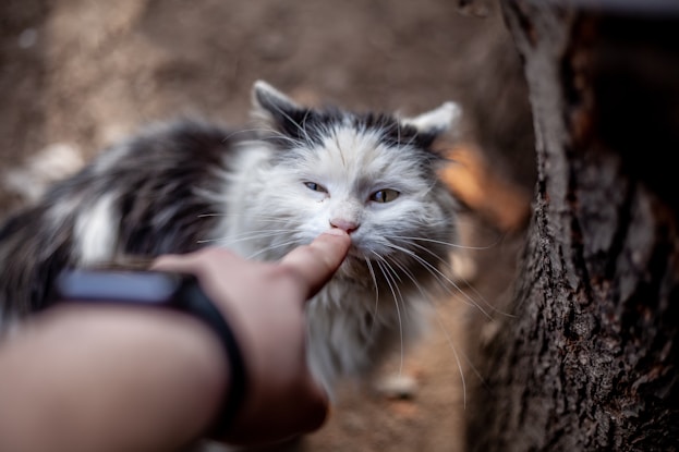 person holding white and black cat