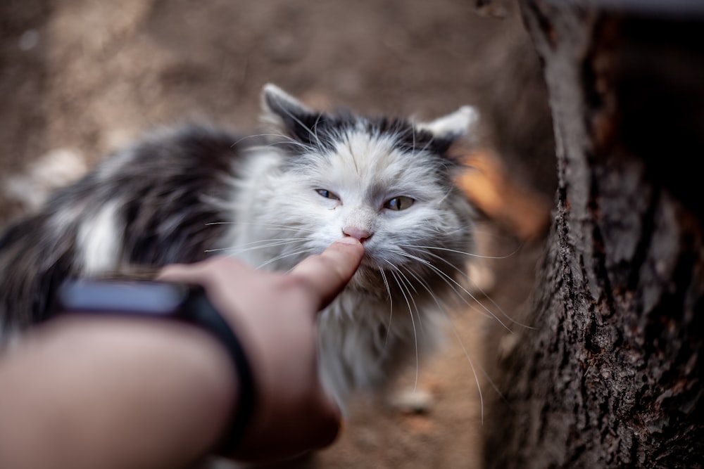 person holding white and black cat