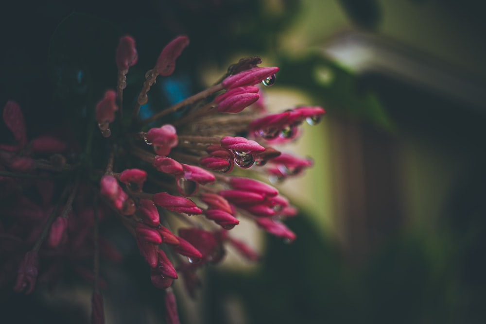 pink flower in tilt shift lens