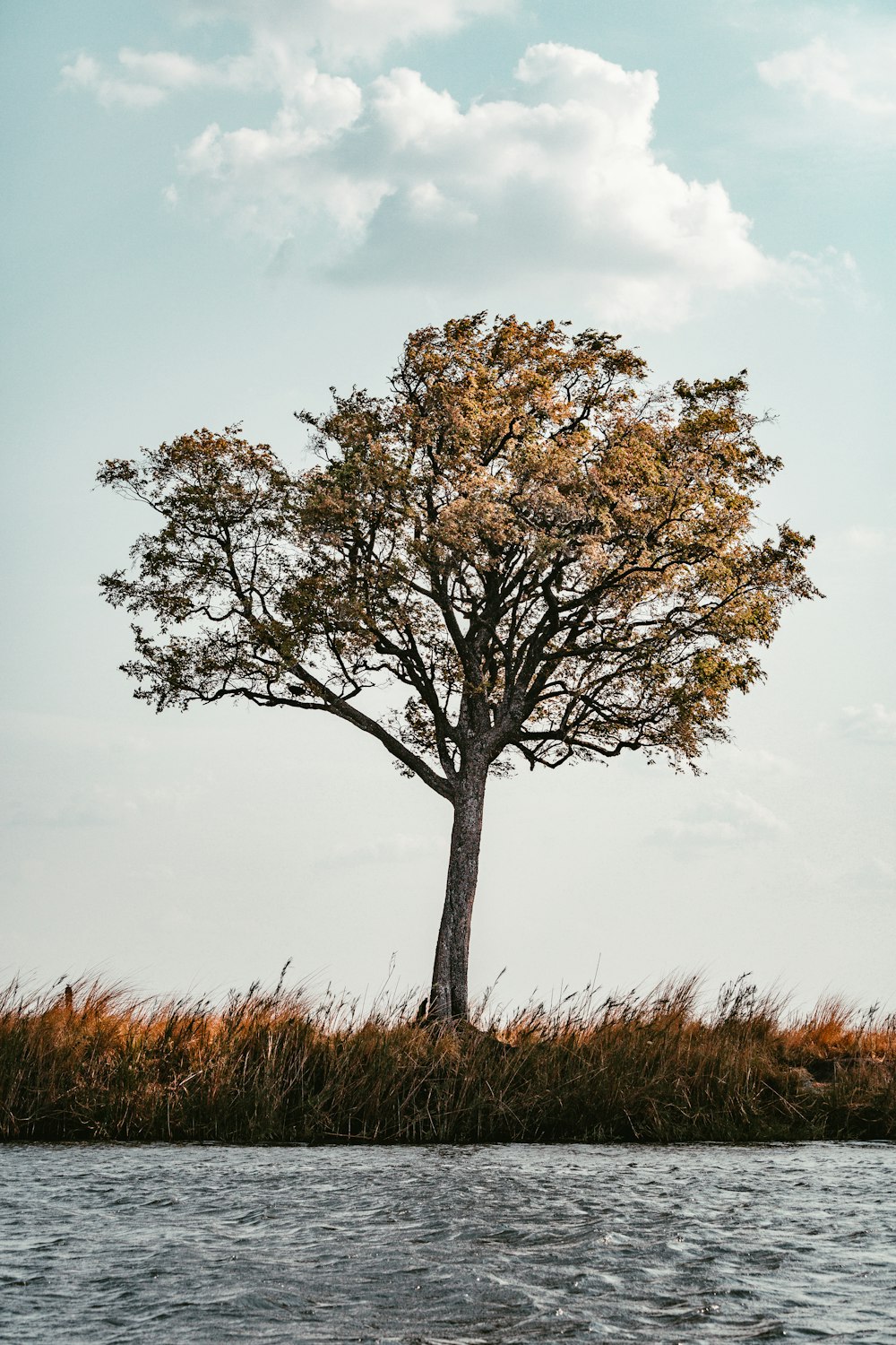 brown tree on brown grass field during daytime