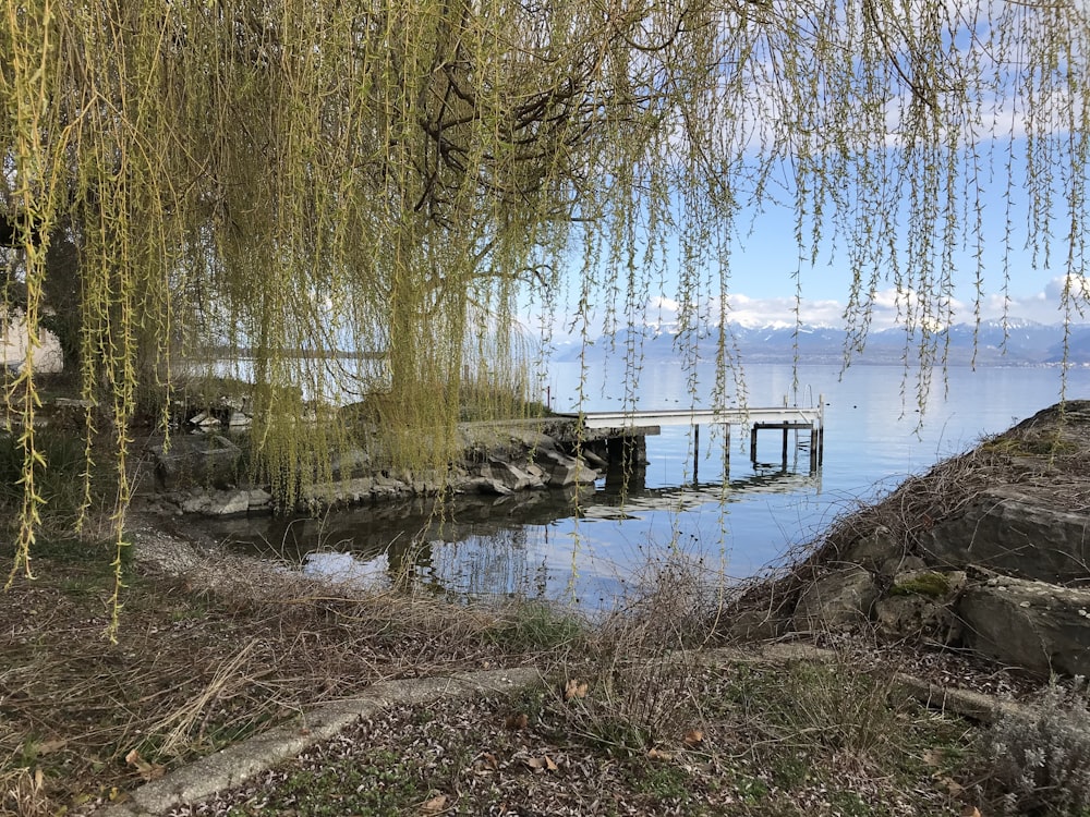 brown trees near body of water during daytime