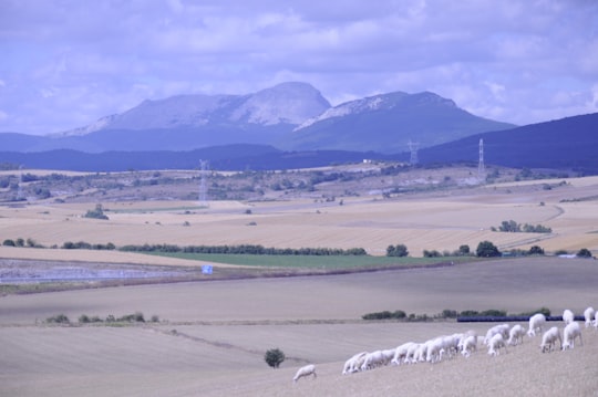 white sheep on green grass field during daytime in Vitoria-Gasteiz Spain