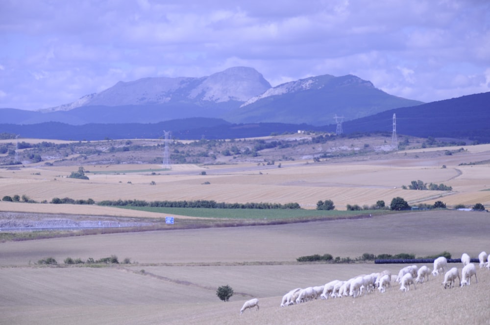 white sheep on green grass field during daytime