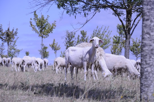 white sheep on green grass field during daytime in Vitoria-Gasteiz Spain