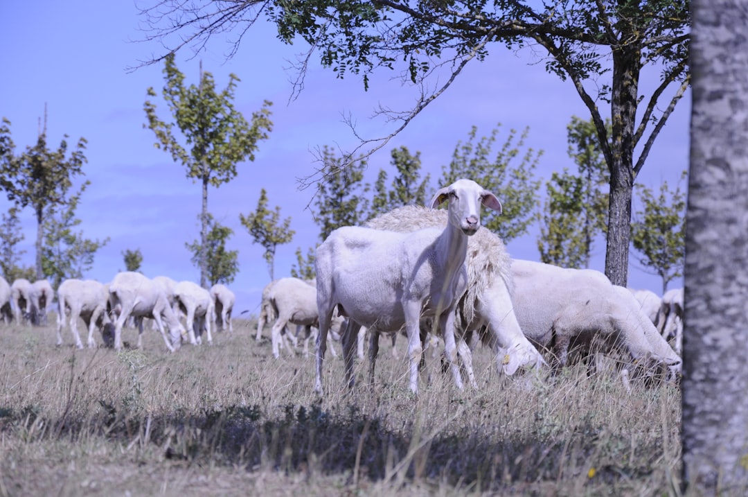 travelers stories about Wildlife in Vitoria-Gasteiz, Spain