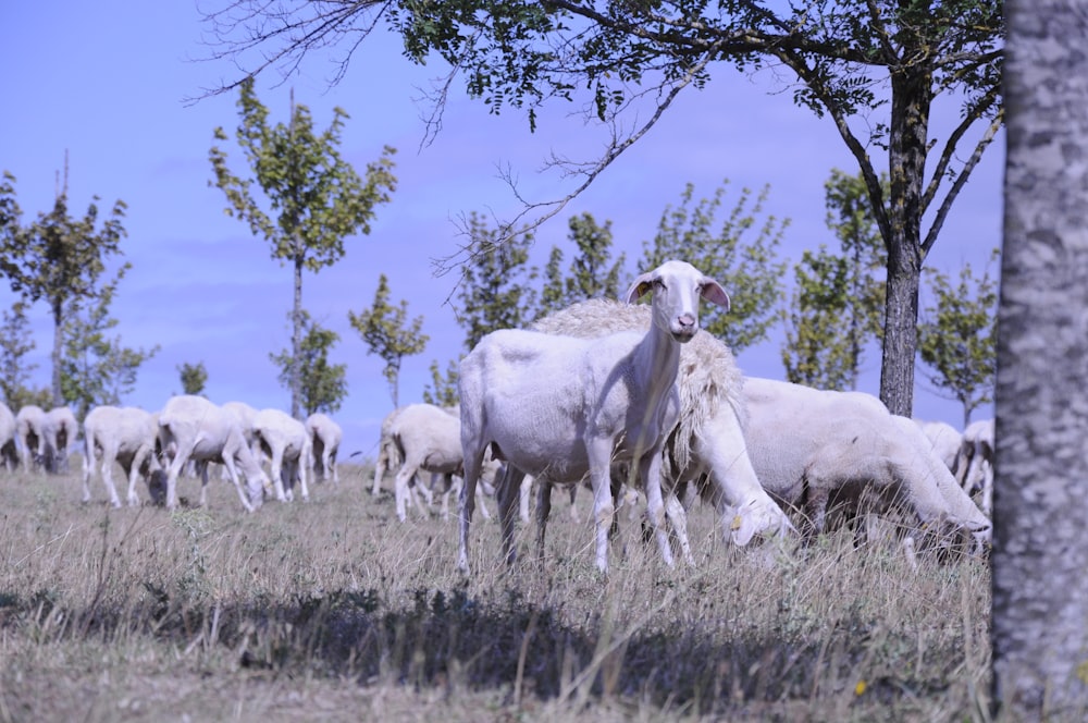 white sheep on green grass field during daytime