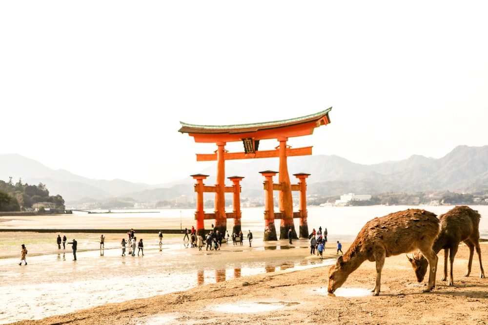 Braune Giraffe auf weißem Sand tagsüber