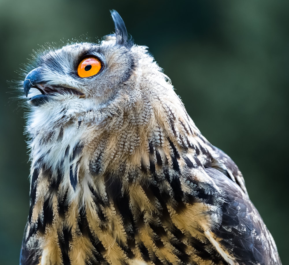 brown and black owl in close up photography