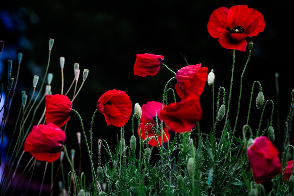 flores rojas sobre hierba verde durante el día