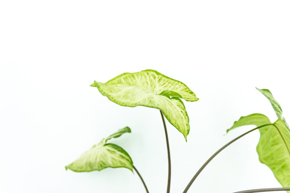 green leaves on white background