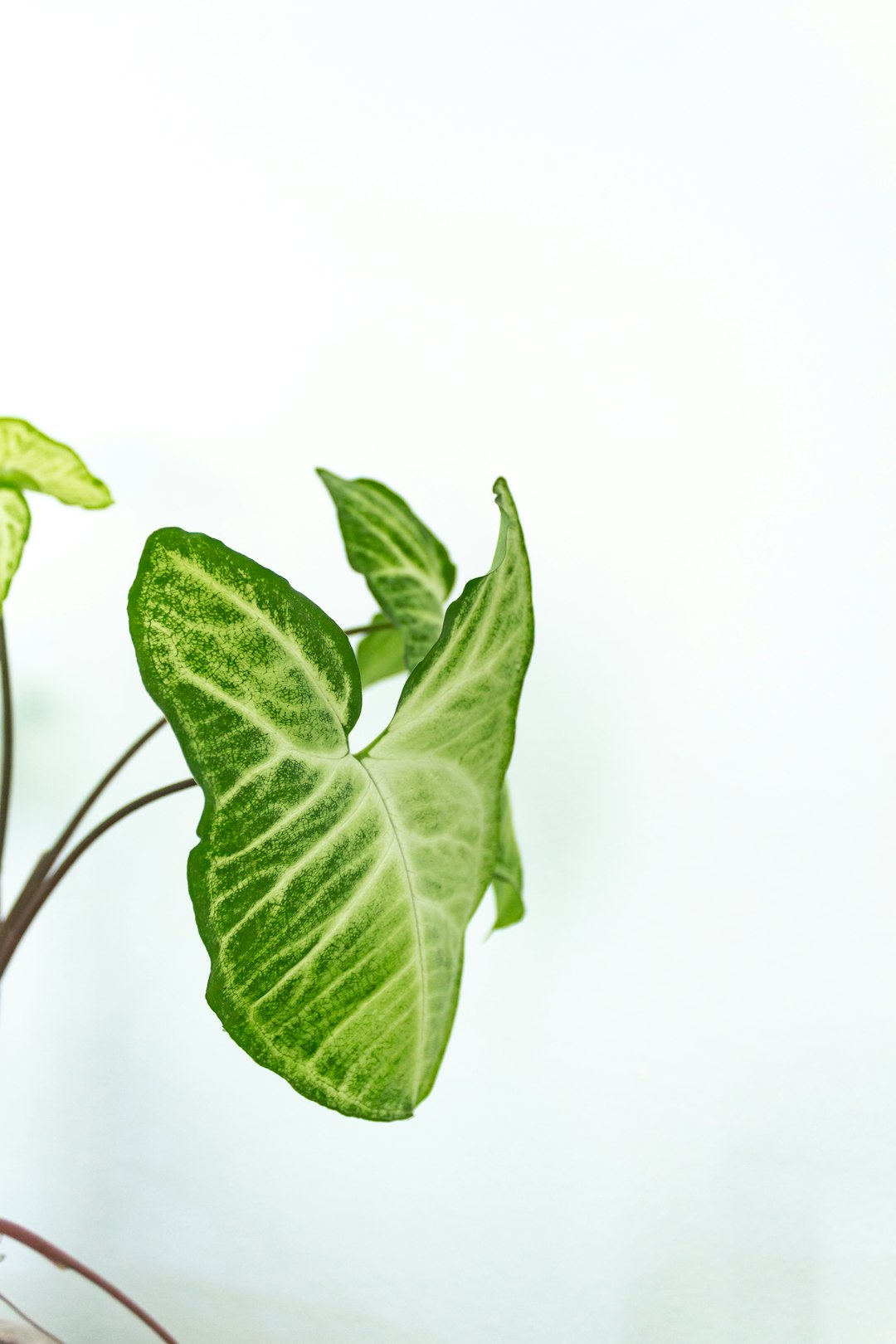 green leaf on white background