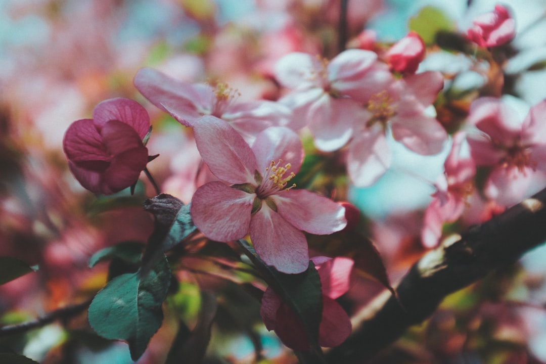 pink and white flower in tilt shift lens