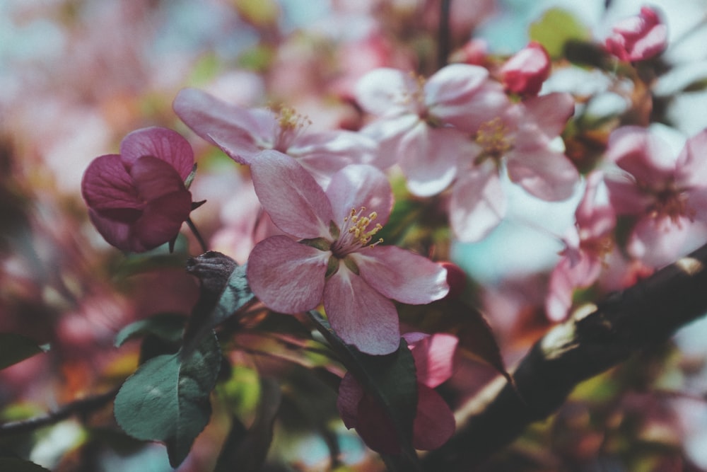 pink and white flower in tilt shift lens