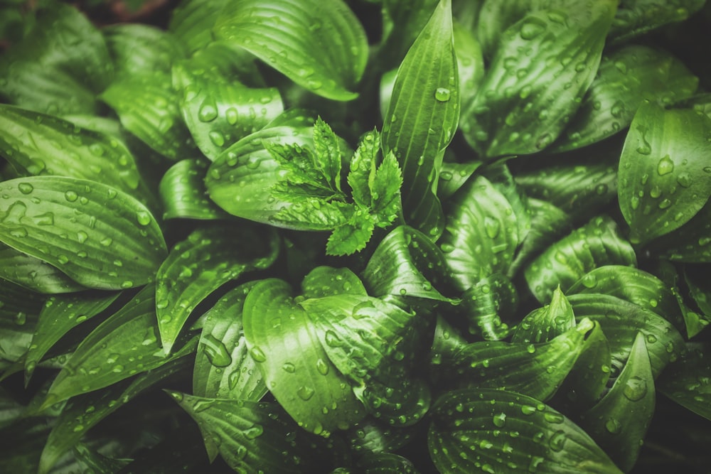 water droplets on green leaves