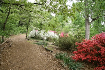 A serene forest path bordered by lush greenery and vibrant flowering bushes, including bursts of red and white blossoms. The pathway is covered in dry leaves, and the scene is enveloped by tall trees with branches stretching overhead, creating a canopy of green.