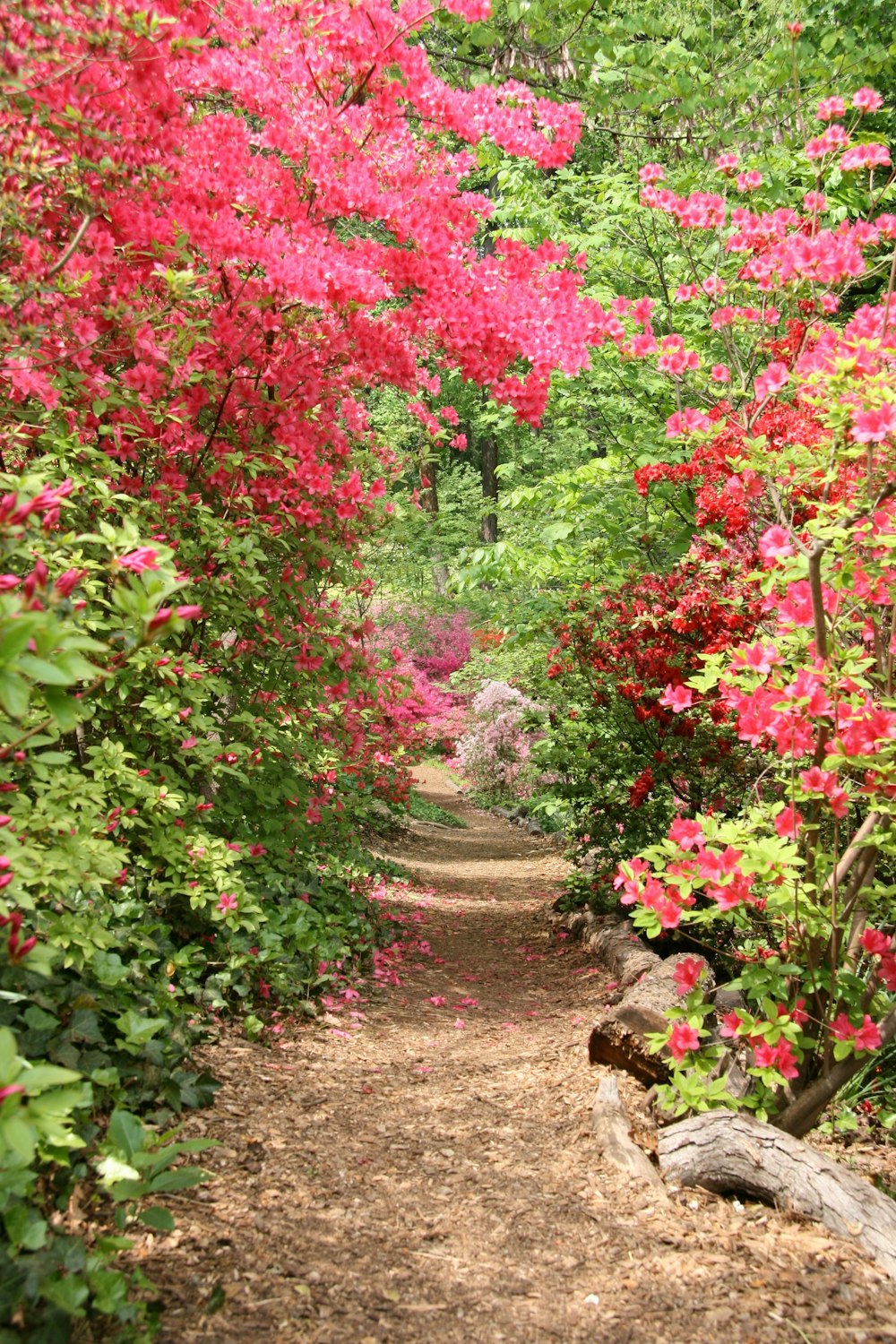 a dirt path surrounded by trees and flowers