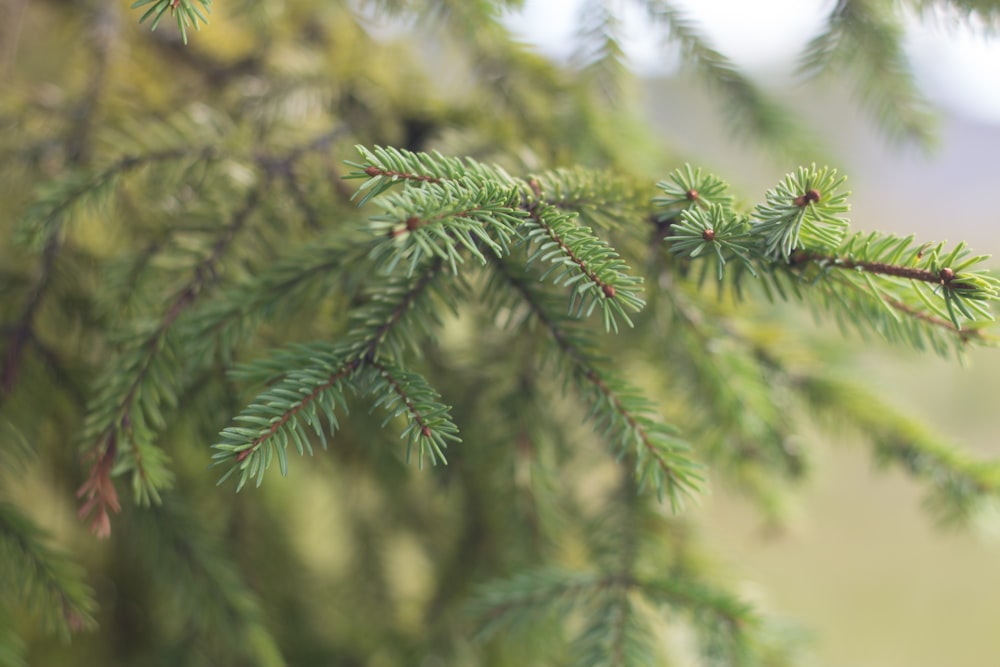 green pine tree in close up photography