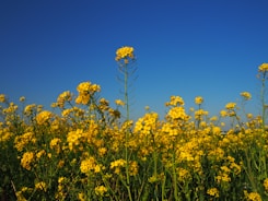 A vibrant field of turmeric crops under a clear blue sky.
