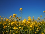 A field of colorful wildflowers under a clear blue sky.