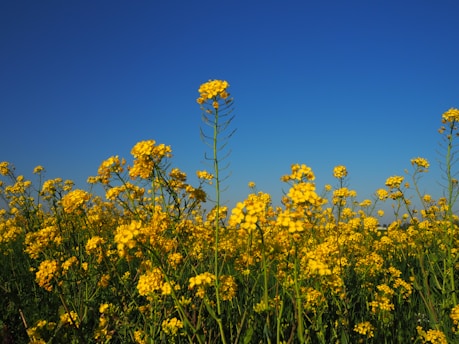 A vibrant field of turmeric and ginger plants under a clear blue sky.