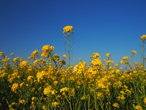 A field of colorful wildflowers under a clear blue sky.