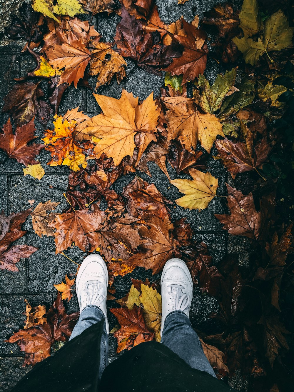person wearing white sneakers standing on dried leaves