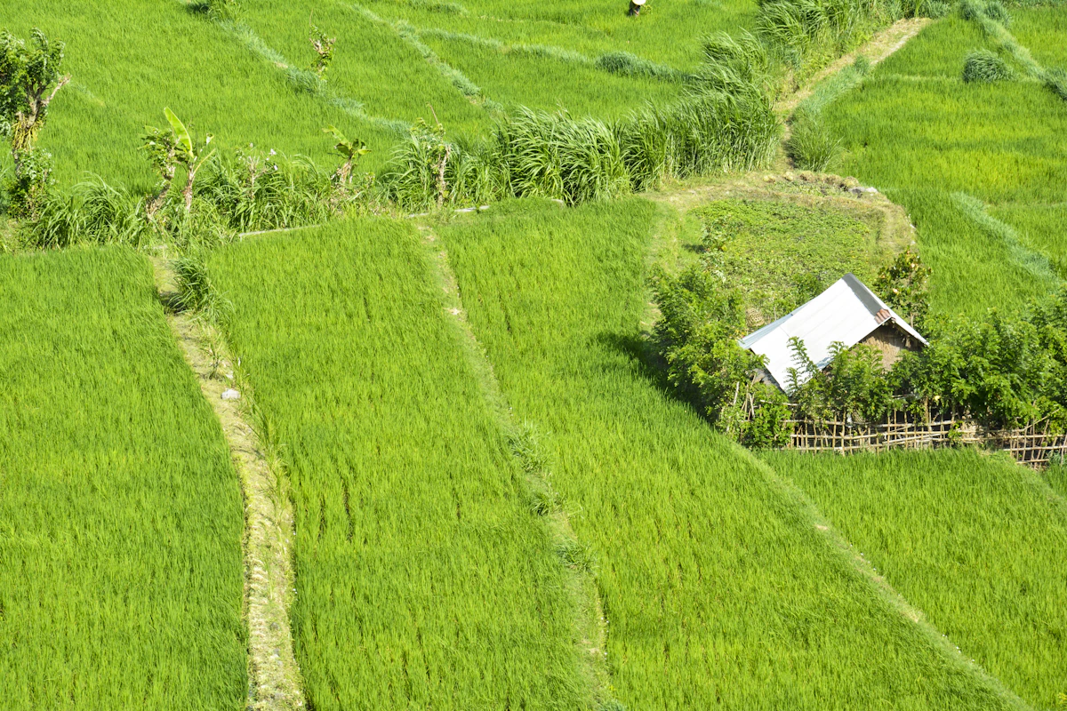 Sawah dan rumah di sebuah desa