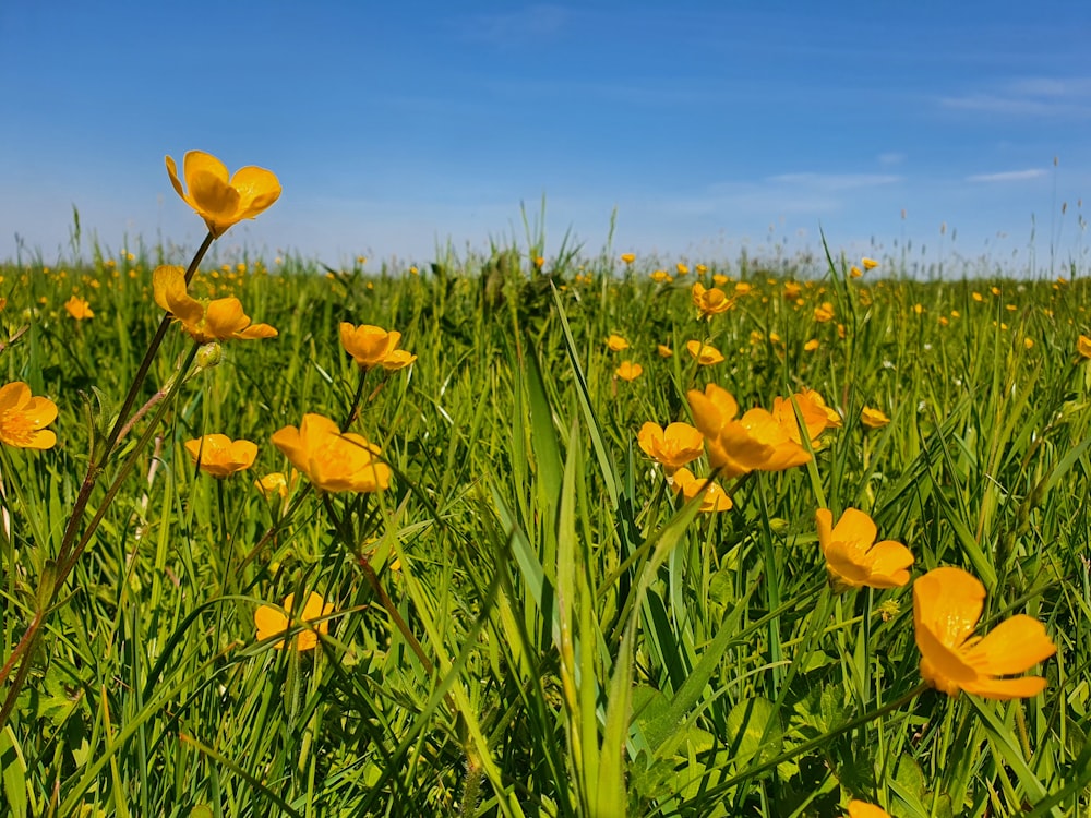 yellow flower field under blue sky during daytime