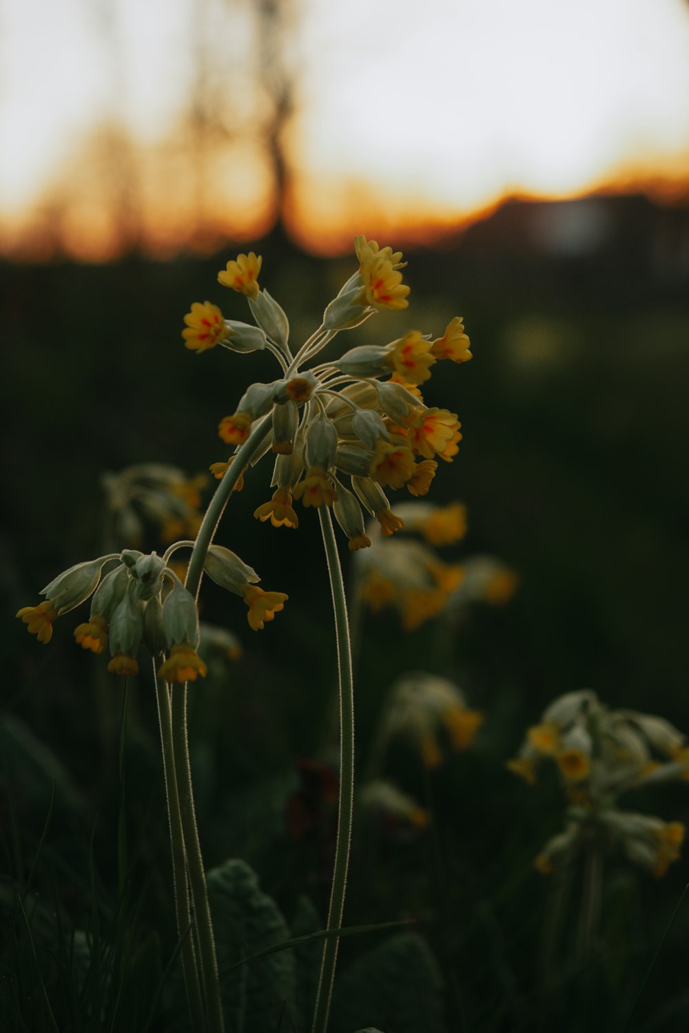 yellow flower in tilt shift lens