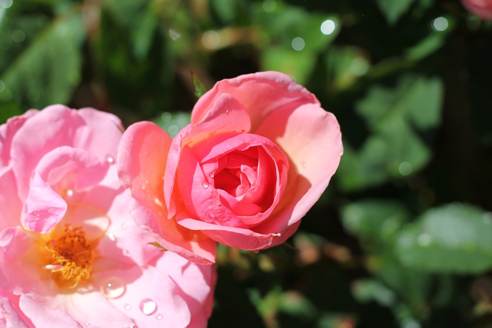 pink rose in bloom during daytime