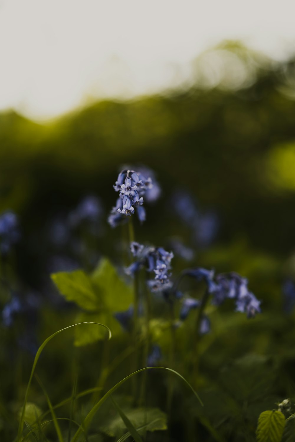 blue flowers in tilt shift lens