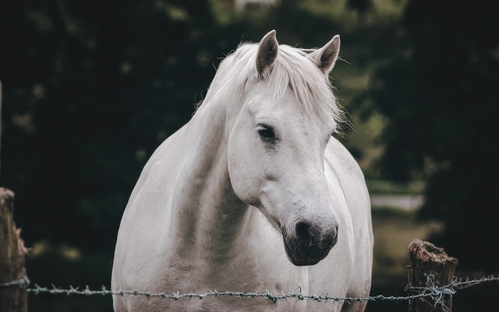 クローズアップ写真の白い馬
