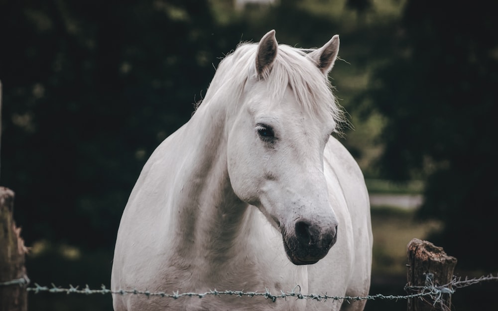 cavallo bianco in primo piano fotografia