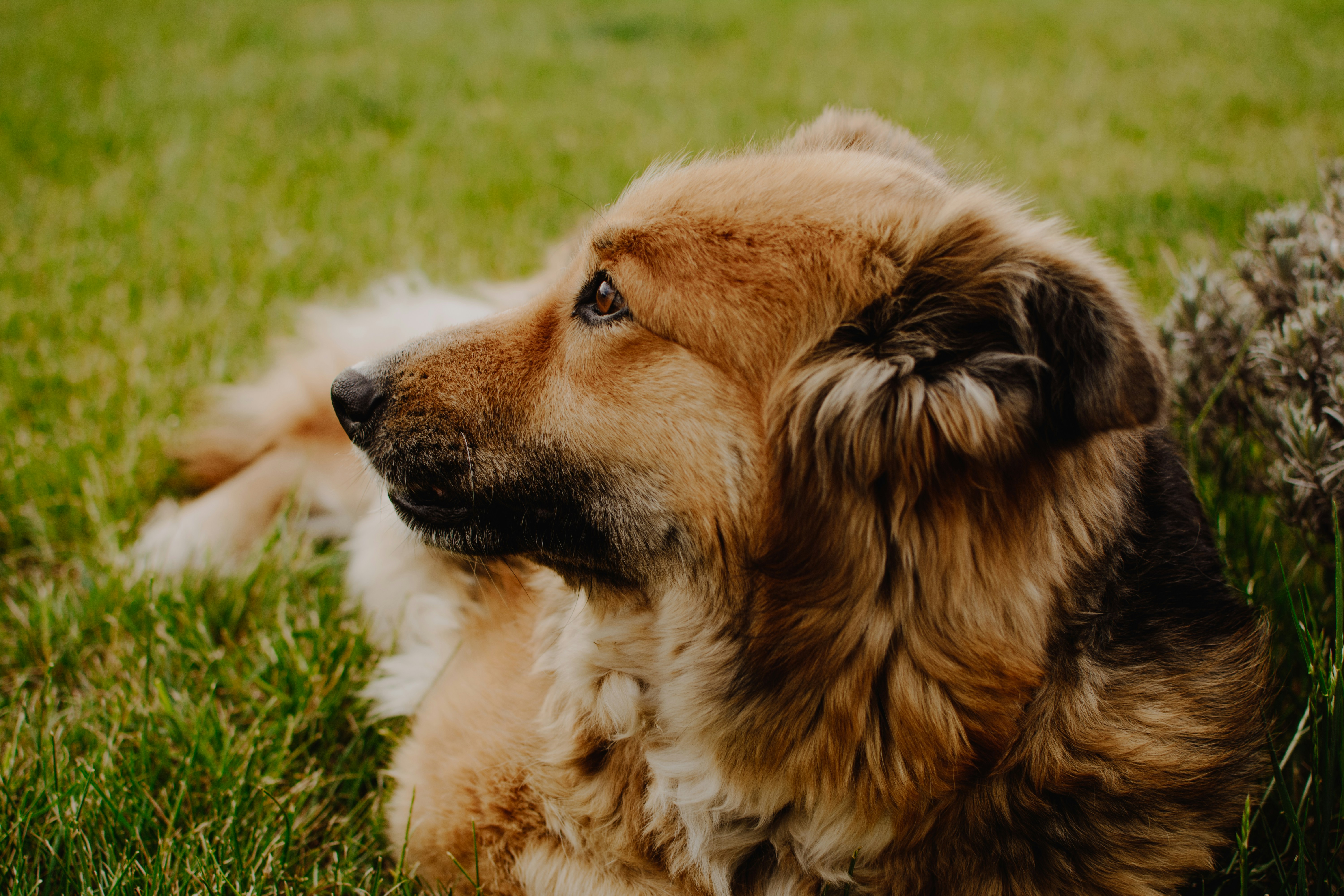 brown and black short coated dog lying on green grass during daytime