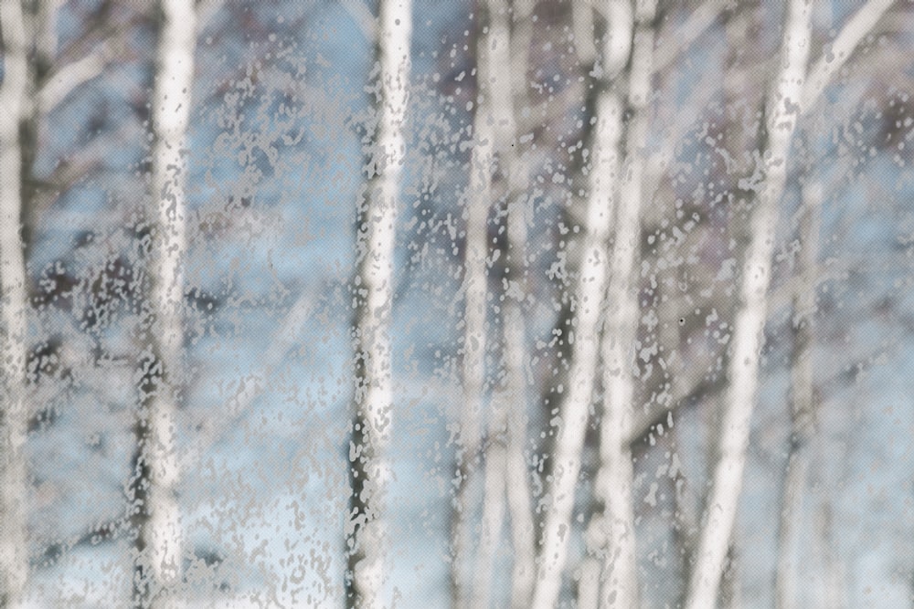 white tree branch with snow