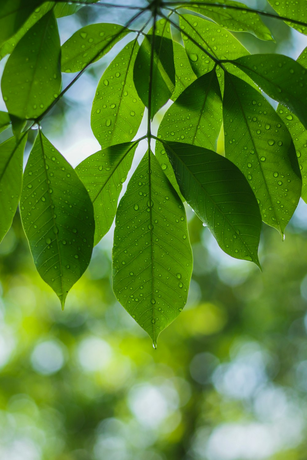 green leaves in tilt shift lens